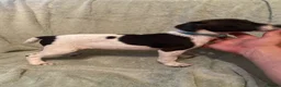 Jack Russell dogs for sale: Jack Russel terrier  in Ferndown - Advert 4