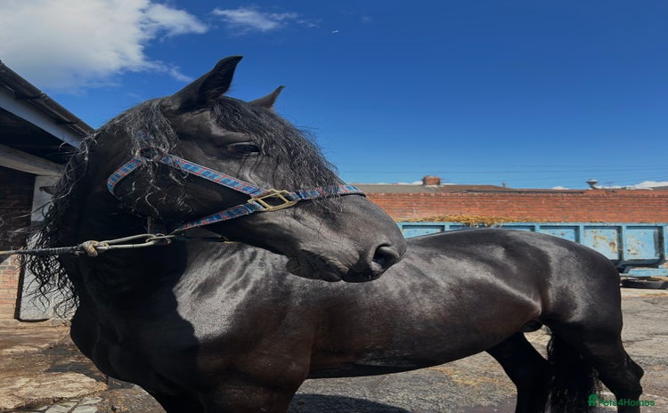 Friesian horses - Advert 1