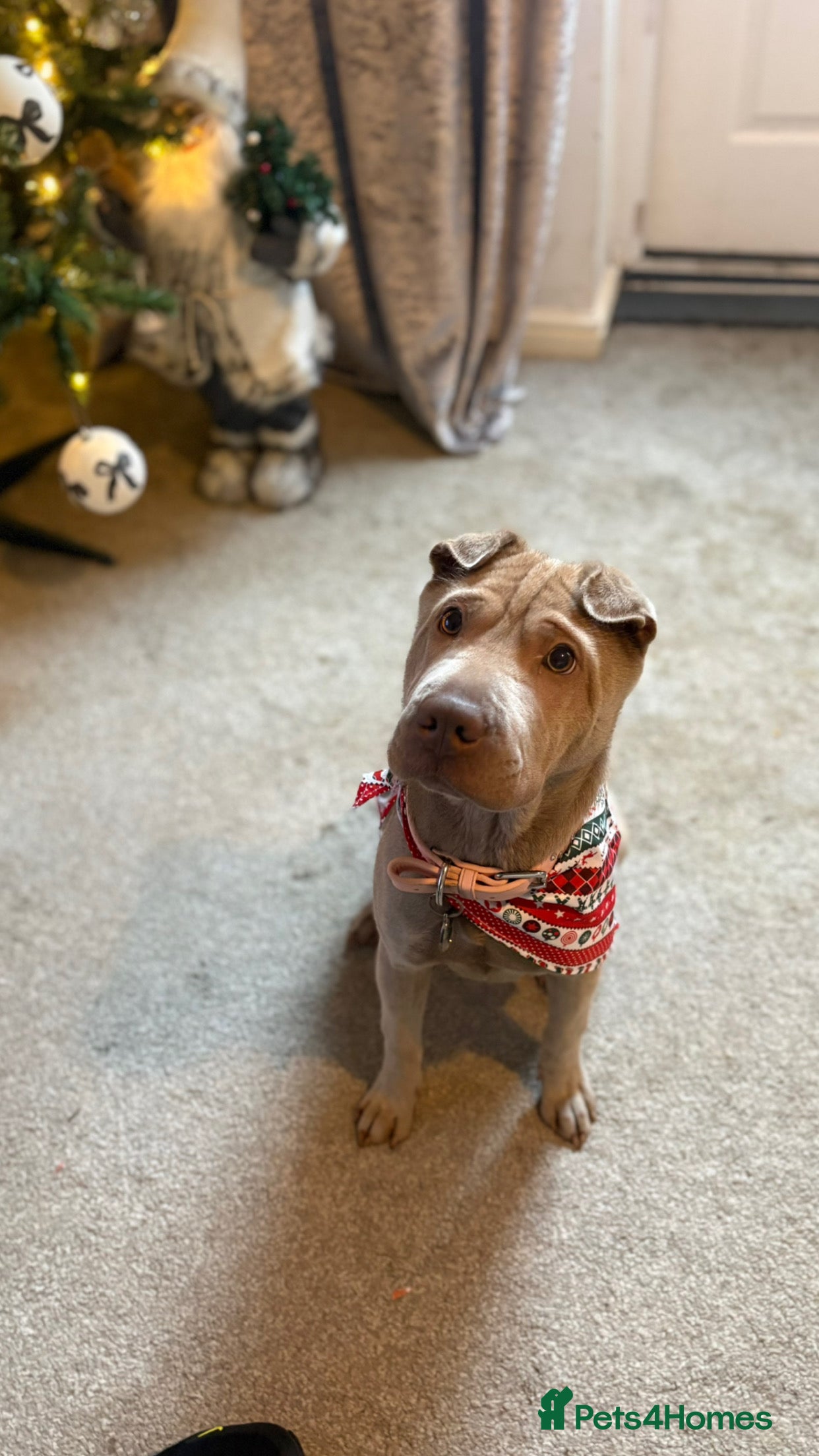 Shar Pei dogs 8 month old shar pei girl  - Advert 7