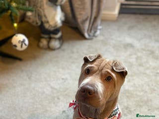 Shar Pei dogs 8 month old shar pei girl - Advert 7