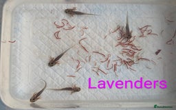 Axolotl reptiles for sale: *reduced*Rare Baby Lavender and wild type axolotl  - Image 24