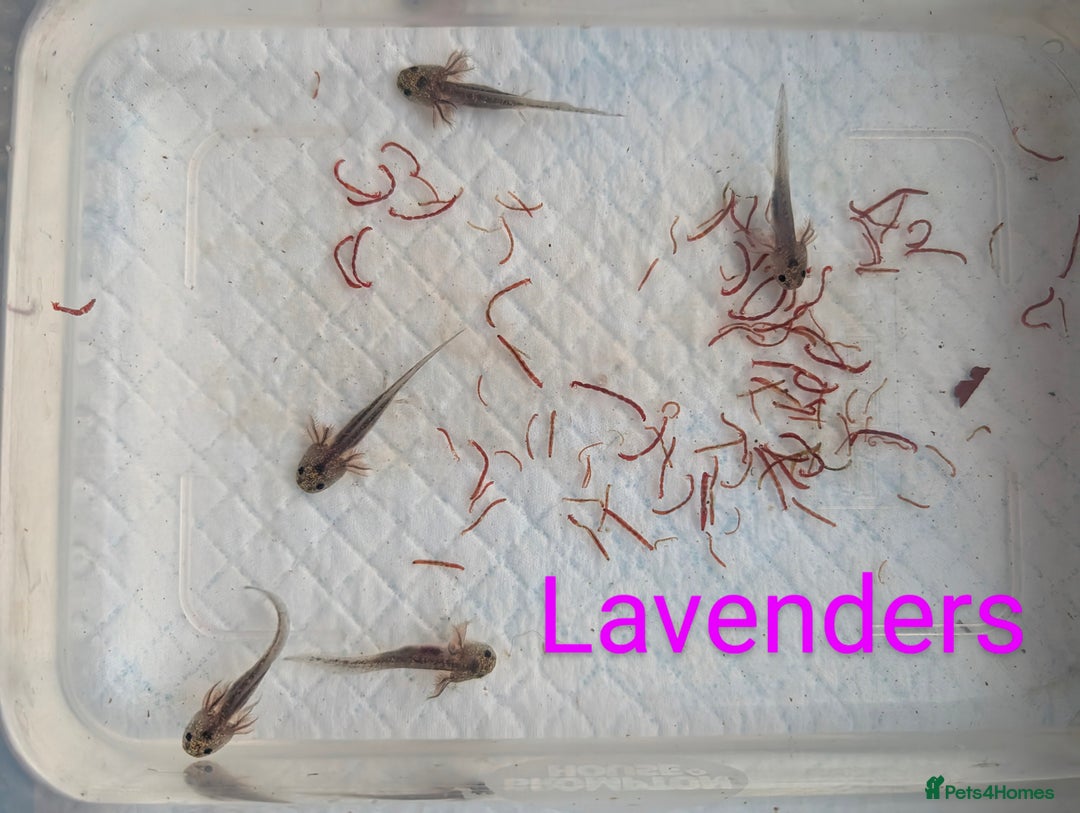 Axolotl reptiles for sale: *reduced*Rare Baby Lavender and wild type axolotl  - Image 24