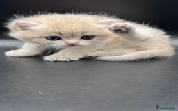 British Shorthair cats for sale: BSH GCCF GOLDEN AND BLUE KITTENS  - Image 14