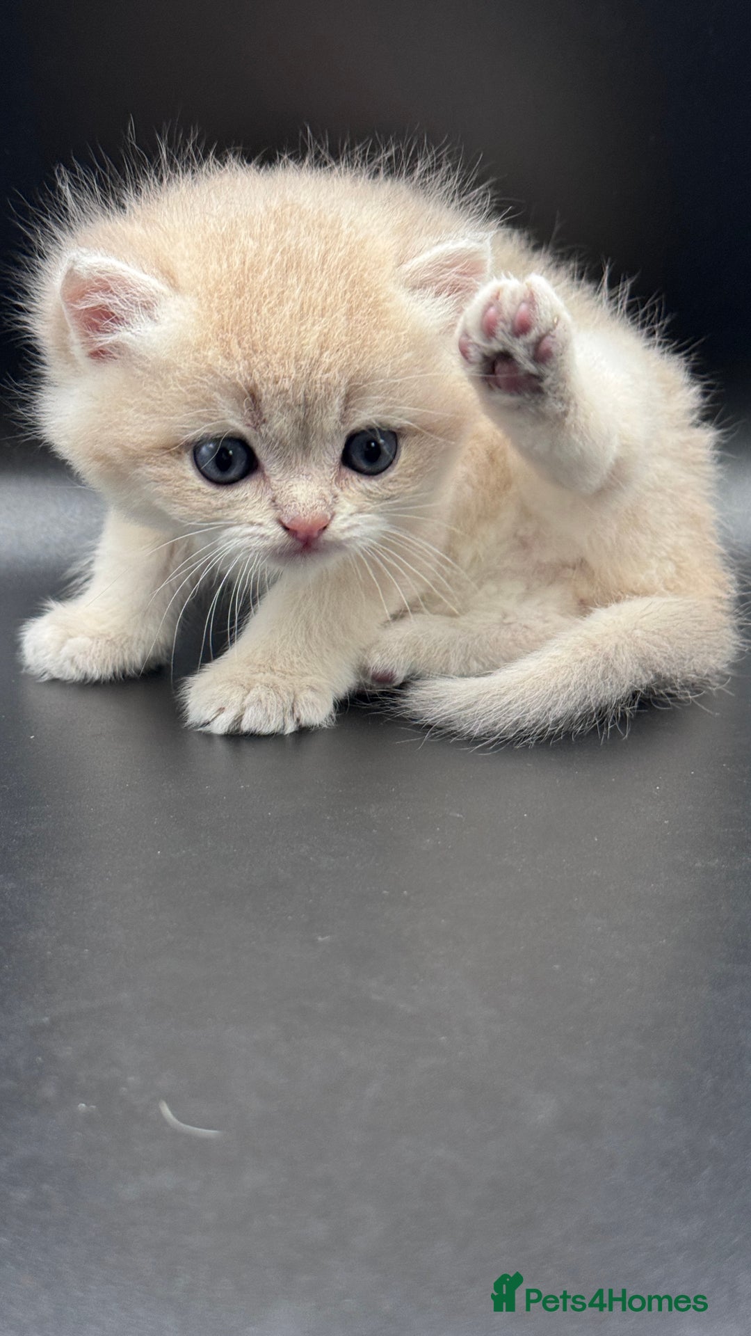 British Shorthair cats for sale: BSH GCCF GOLDEN AND BLUE KITTENS  - Image 14