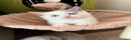 British Shorthair cats for sale: Rare Lilac, Cream & Blue Bicolour BSH kittens - Advert 4