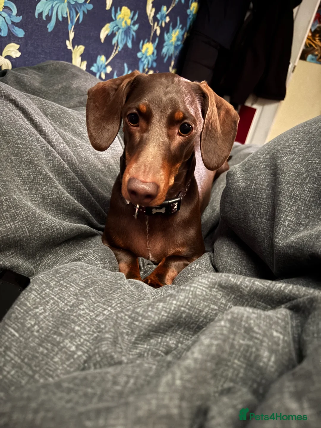 Dachshund dogs for sale: Daschund for rehoming  in Nottingham - Advert 3