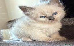 Siberian cats for sale: Siberian  in Southport - Image 3