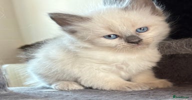Siberian cats in Southport - Advert 8