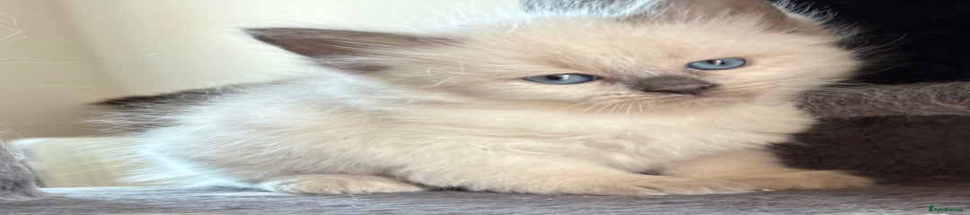 Siberian Kitten 4