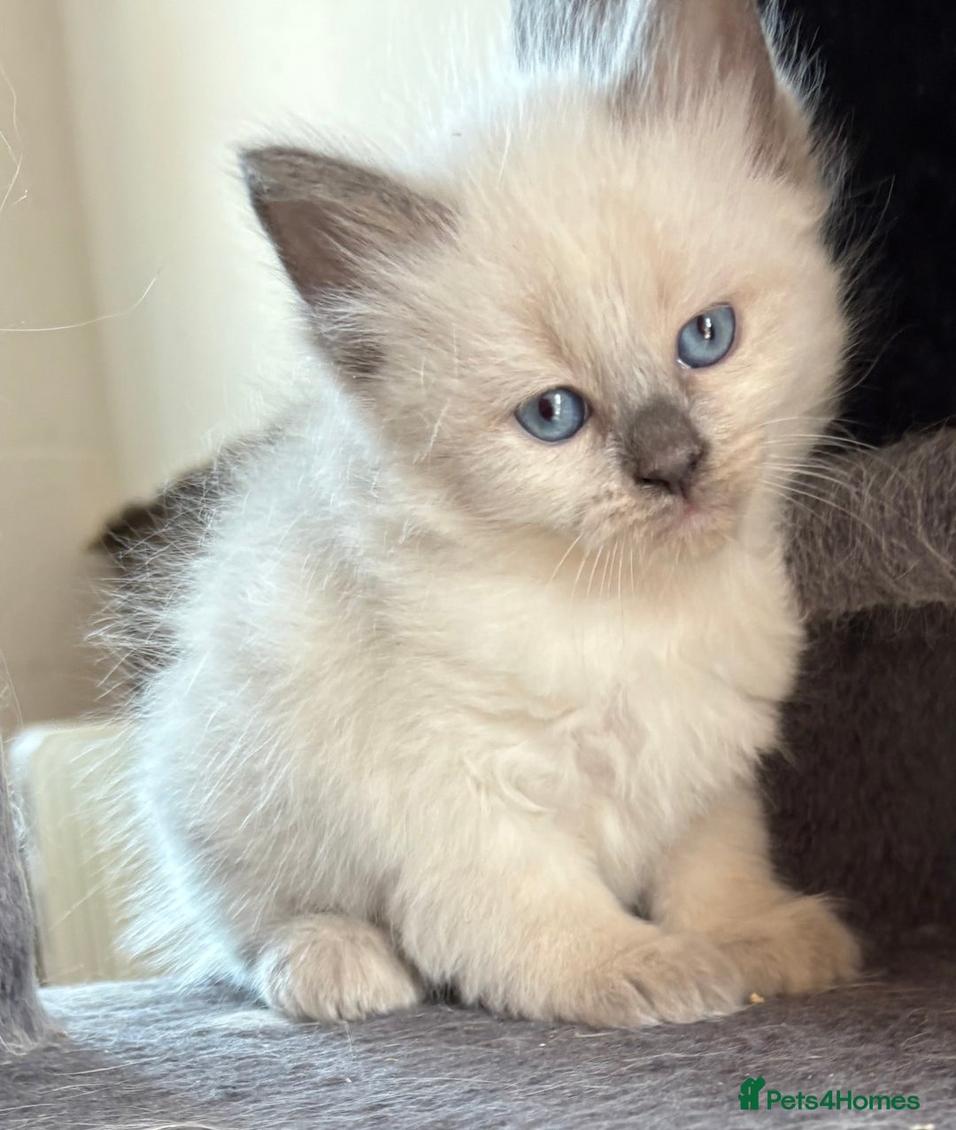 Siberian cats for sale: Siberian  in Southport - Image 3