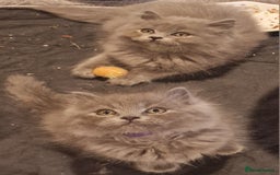 British Longhair cats for sale: Blue & Lilac Gorgeous British longhair kittens - Image 24