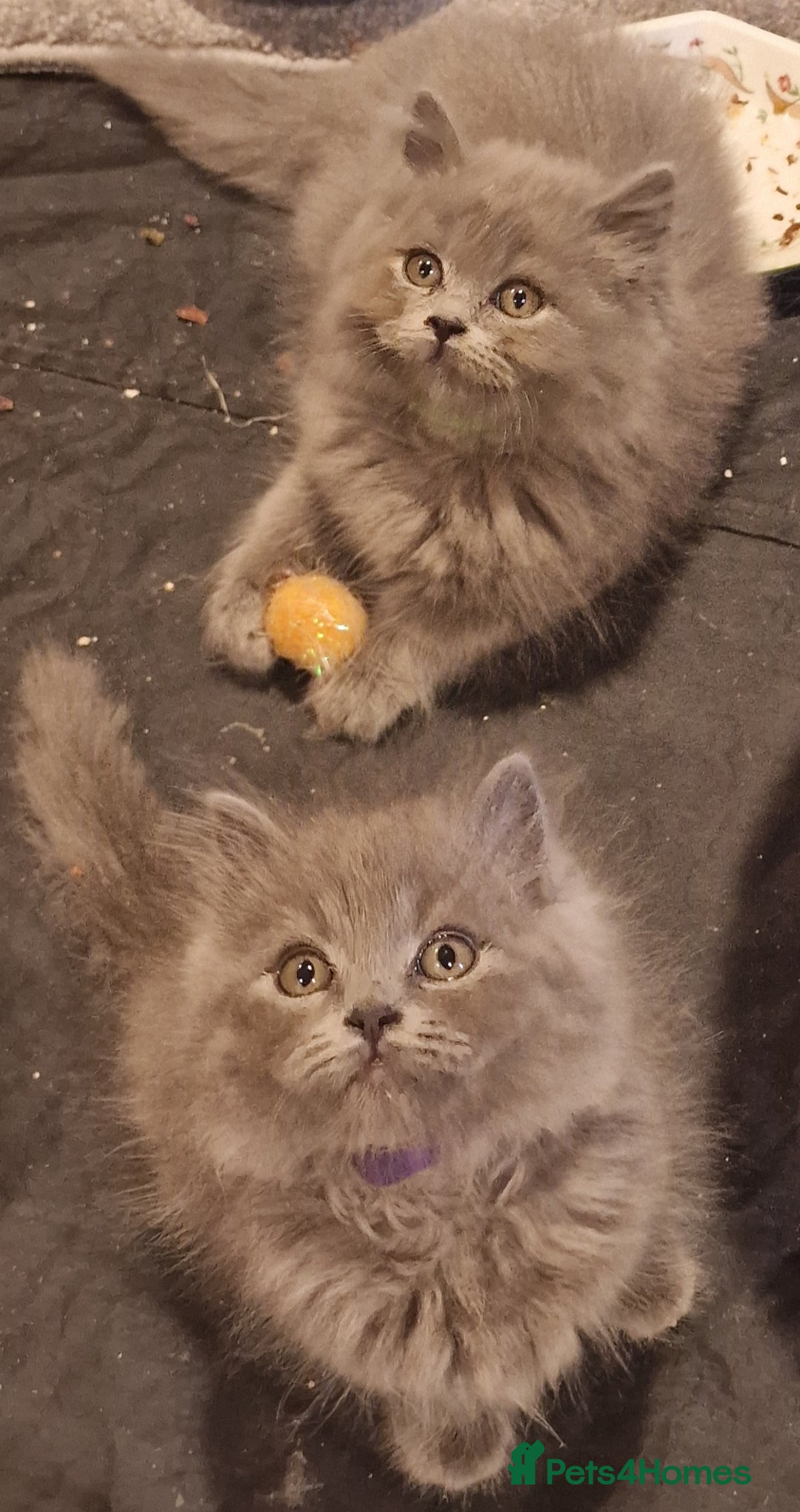 British Longhair cats for sale: Blue & Lilac Gorgeous British longhair kittens - Image 24