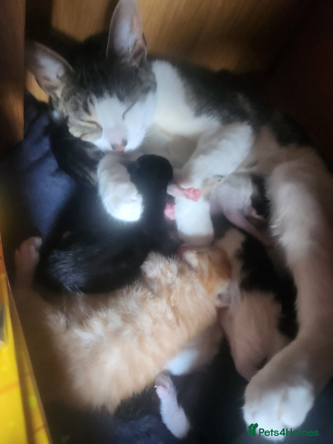 Mixed Breed cats for sale: 4 beautiful little kittens  - Image 23