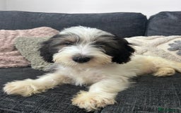 Mixed Breed dogs for sale: Rocky 11 weeks  - Image 2