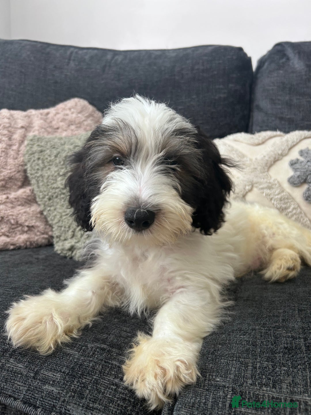 Mixed Breed dogs for sale: Rocky 11 weeks  - Image 2