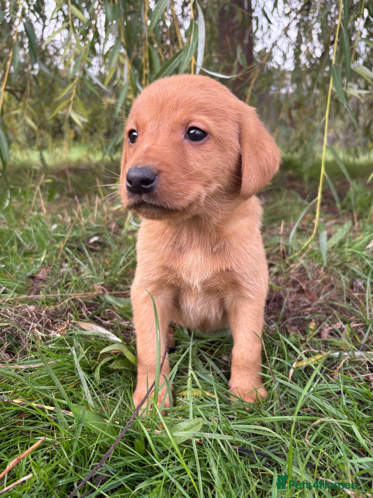 Labrador Retriever dogs KC Registered Fox Red Labrador Puppies  - Advert 2