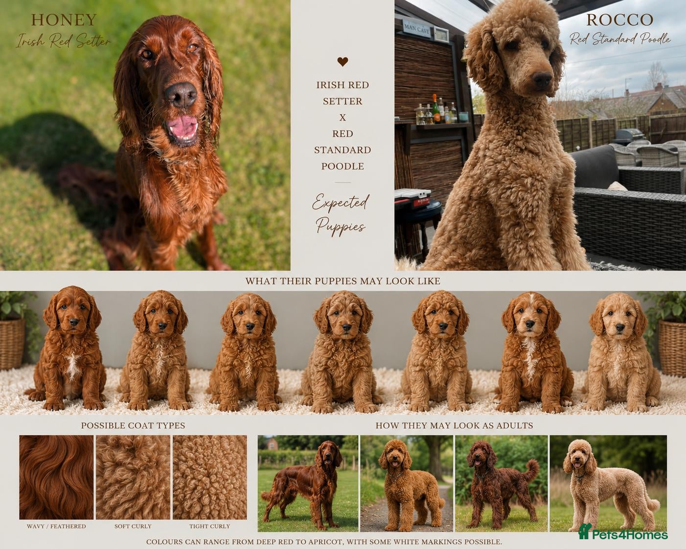 Irish Doodle dogs Irish doodle puppies - Advert 3