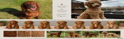 Irish Doodle dogs for sale: Irish doodle puppies - Advert 1