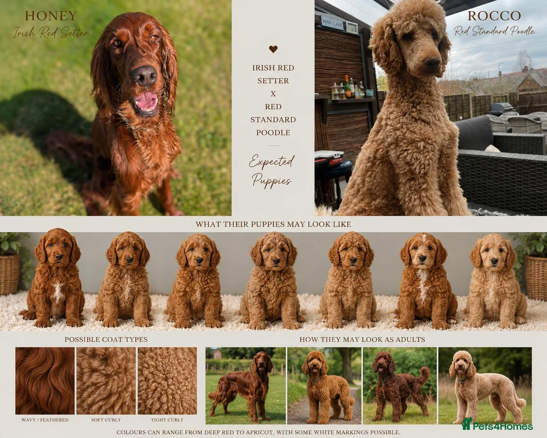 Irish Doodle dogs for sale: Irish doodle puppies - Advert 1