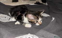 Bengal cats for sale: Half Bengal Kittens - Image 6