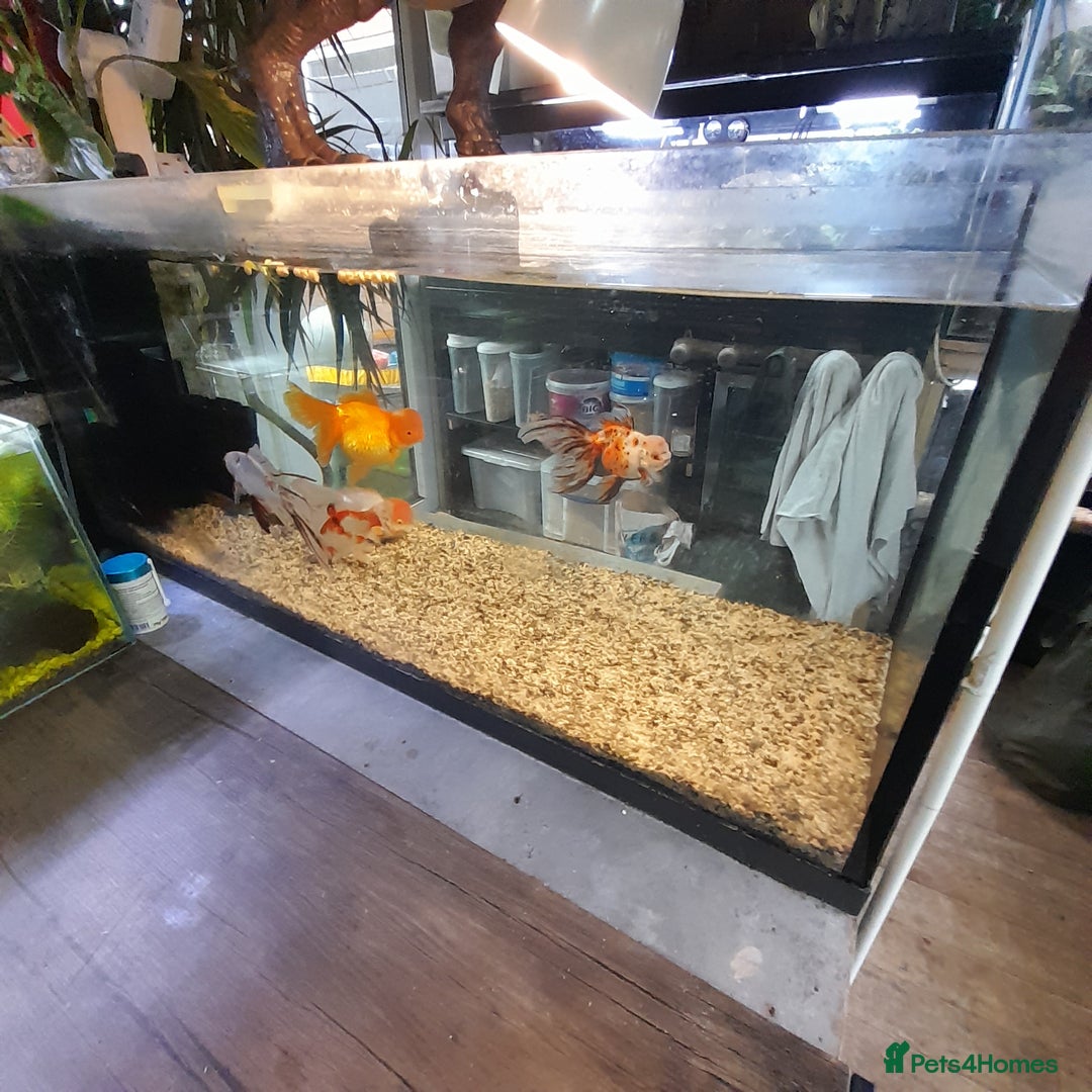 Fancy Goldfish fish for sale: Orienmetal gold fish  - Image 9