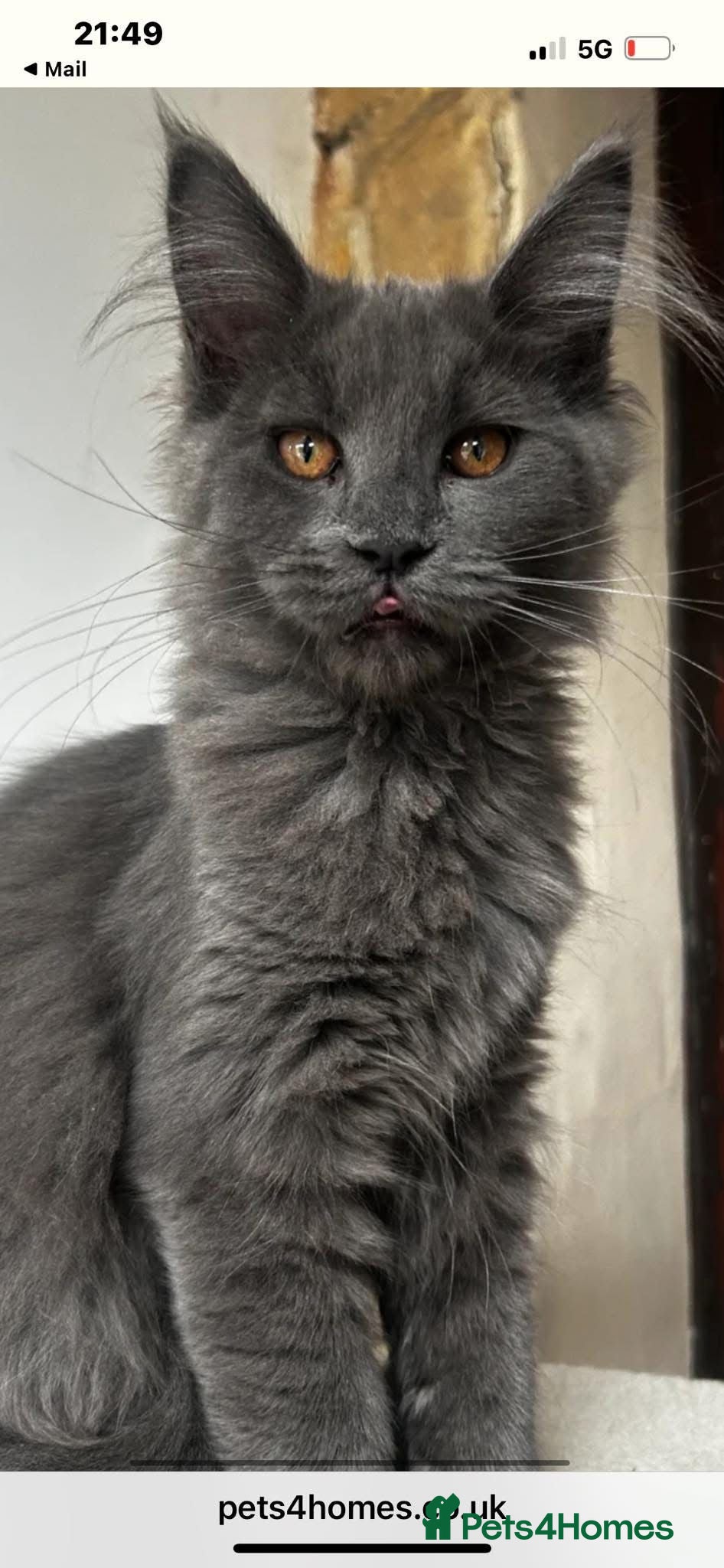 Maine Coon cats Exceptional POLYDACTYL Maine Coon Kittens  - Advert 2