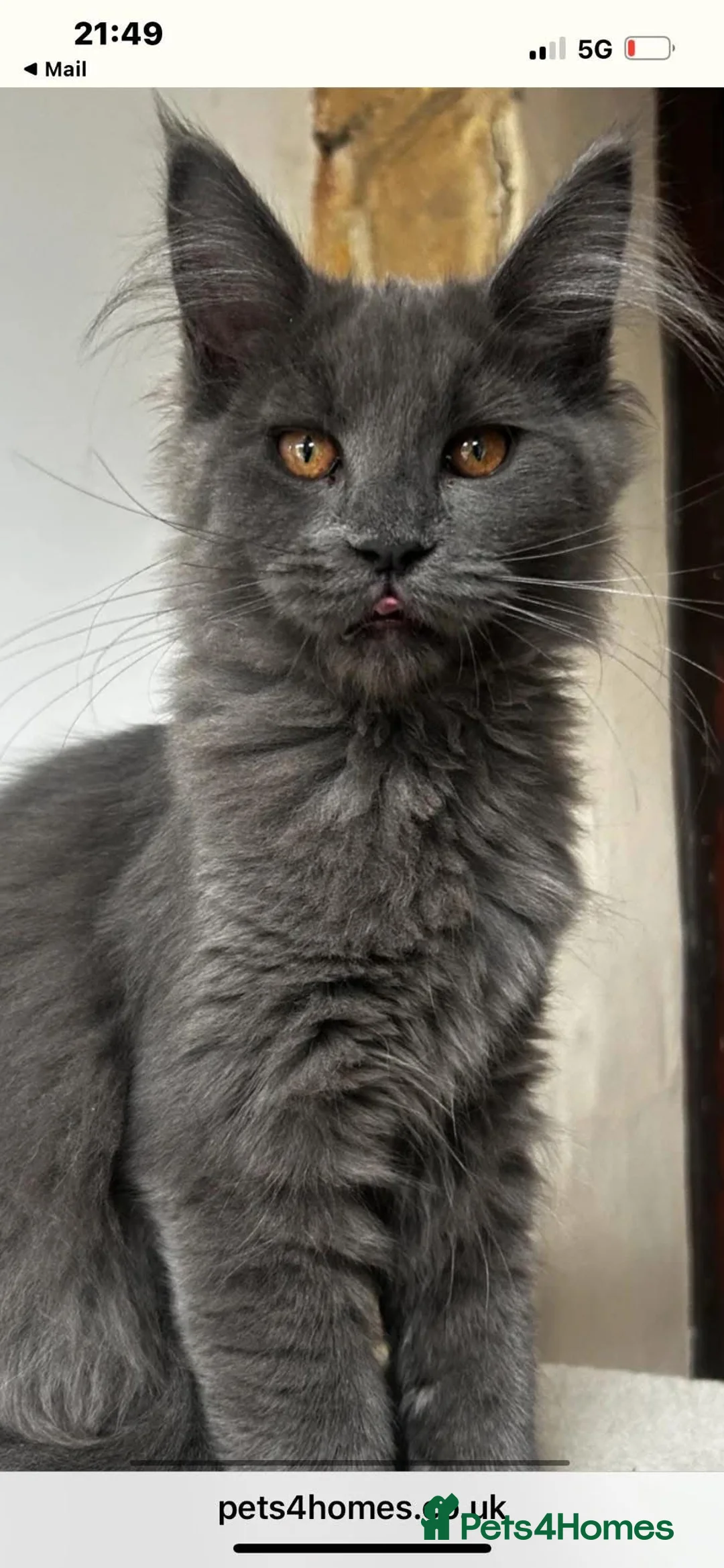 Maine Coon cats for sale: Exceptional POLYDACTYL Maine Coon Kittens  - Advert 1