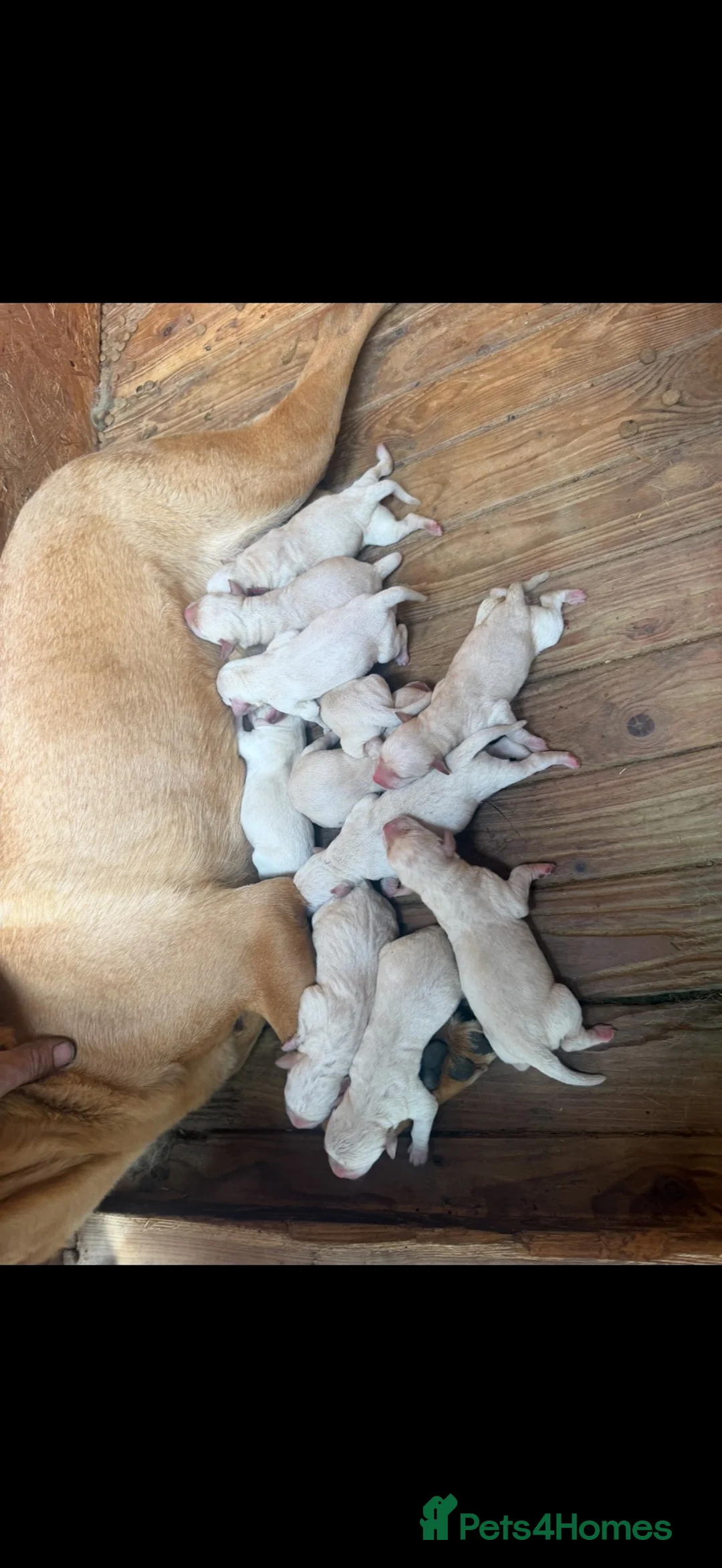 Labrador Retriever dogs for sale: Labrador pups  - Advert 2