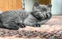 British Shorthair cats for sale: One female and one male British short hair kitten  - Image 3