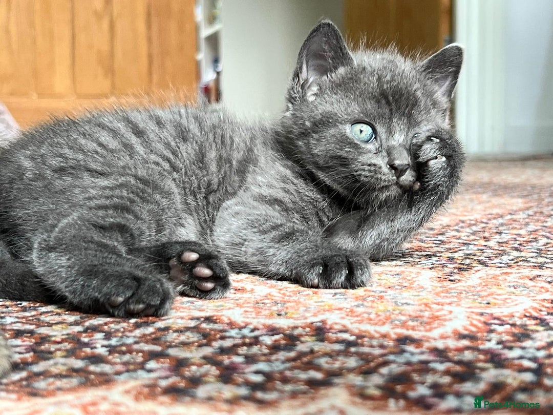 British Shorthair cats for sale: One female and one male British short hair kitten  - Image 3