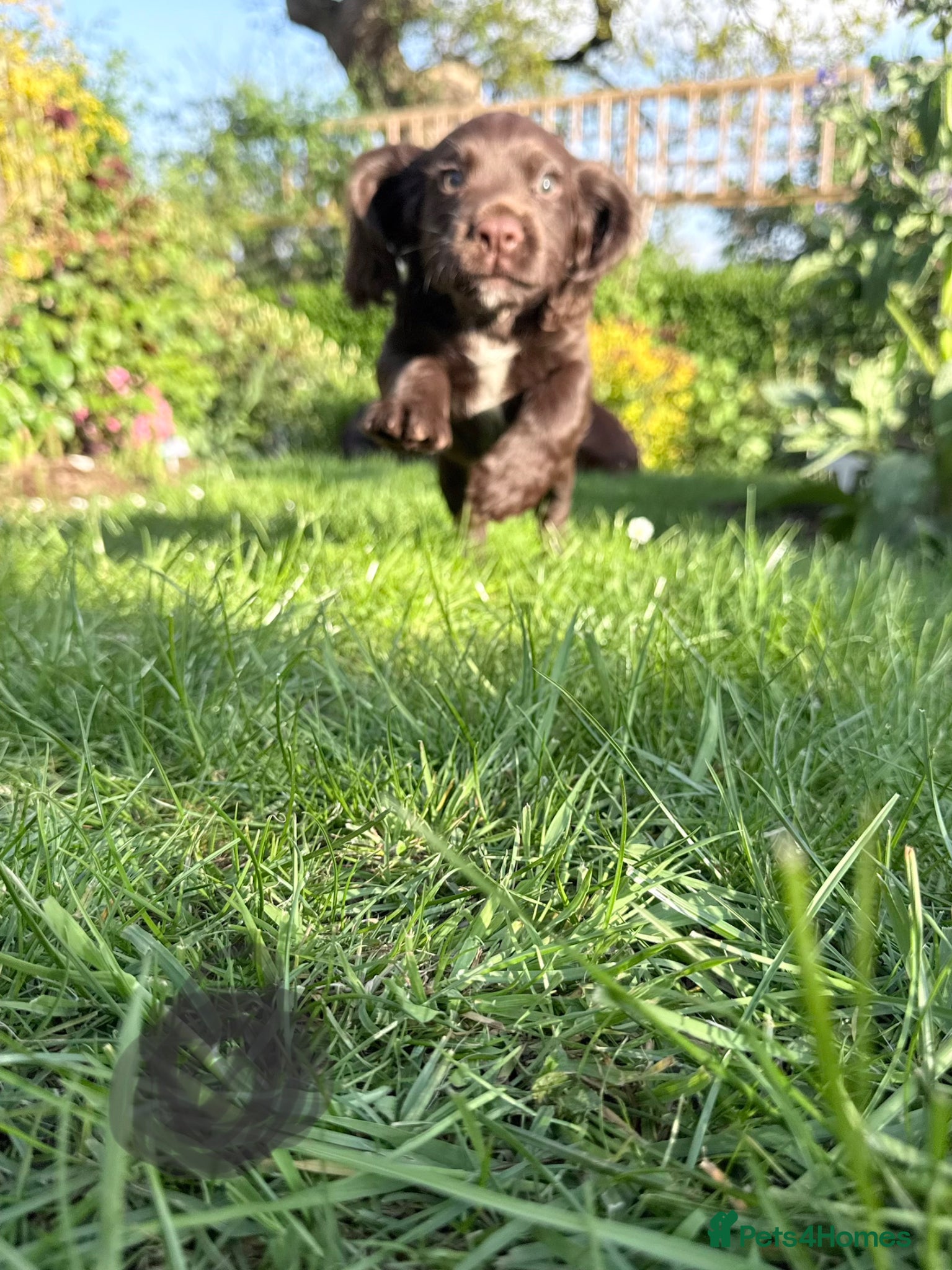 Cocker Spaniel dogs Stunning litter of KC registered Wcs  - Advert 2