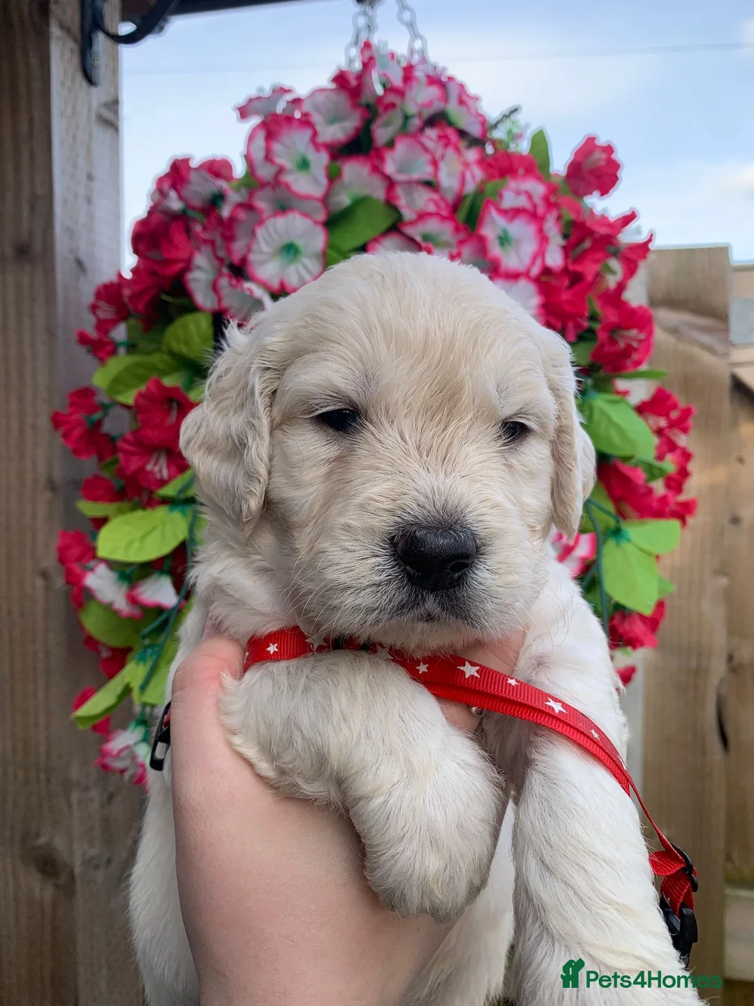 Goldendoodle dogs for sale: 9 mini dna clear Goldendoodle puppies  - Advert 1