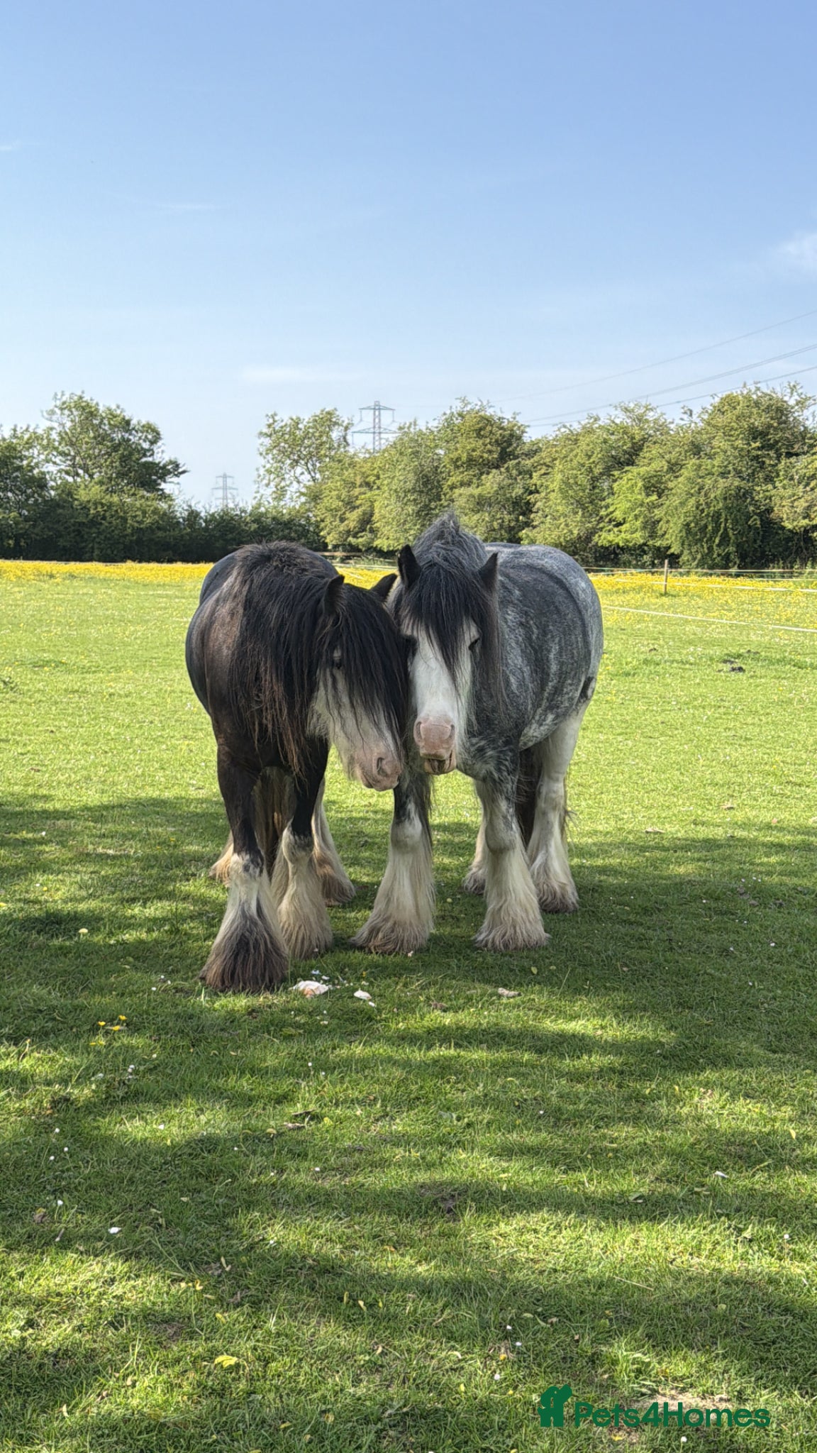 Irish Cob horses for sale: Annie  - Advert 3