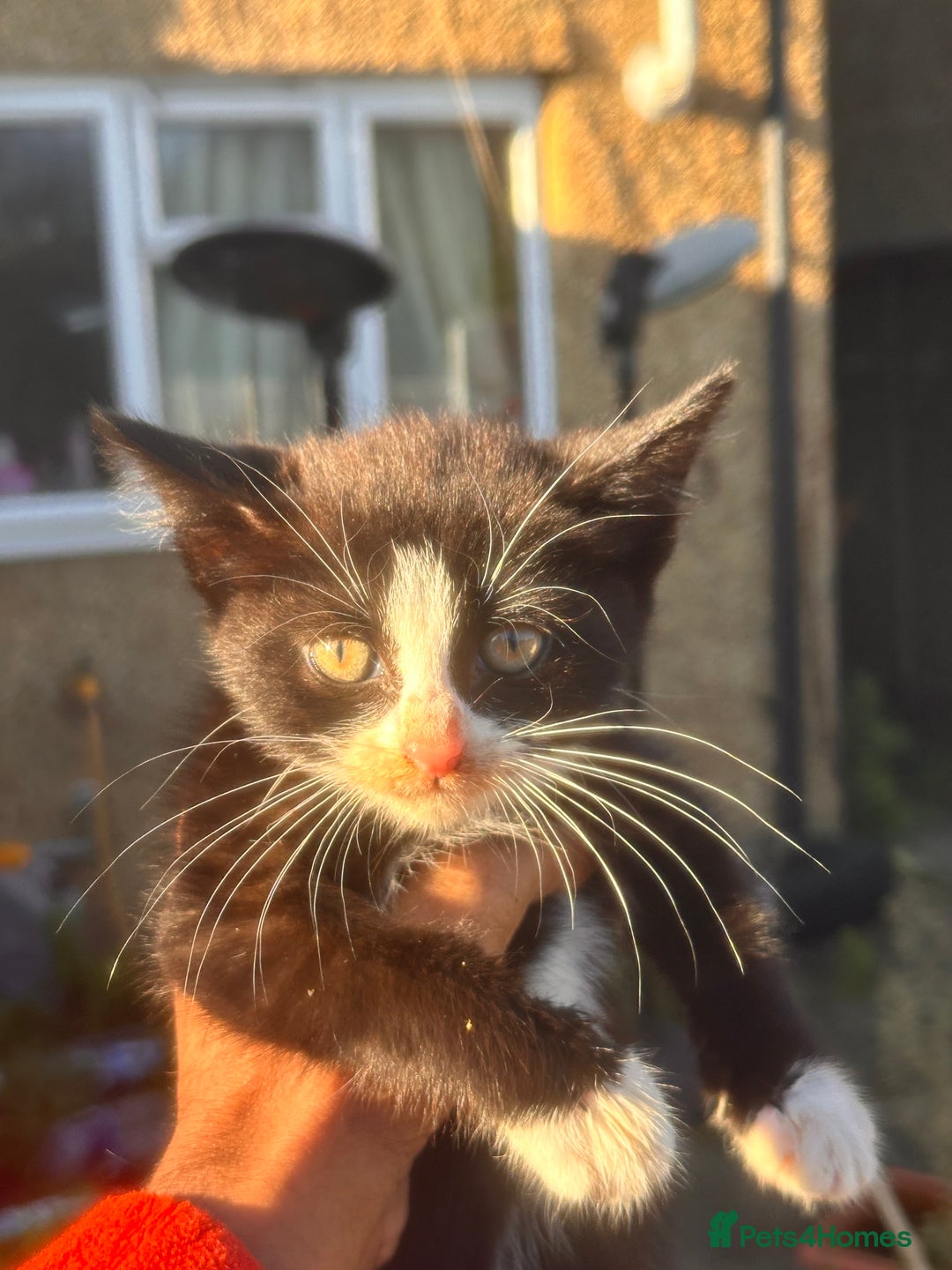 Mixed Breed cats for sale: Hybrid-Breed Kittens Available – Raised With Love - Advert 19