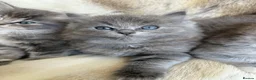 Ragdoll cats for sale:  Blue-lynx Ragdoll kittens pedigree bloodline  - Advert 8