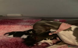 Italian Greyhound dogs for sale: Italian Greyhound Puppies - Image 8