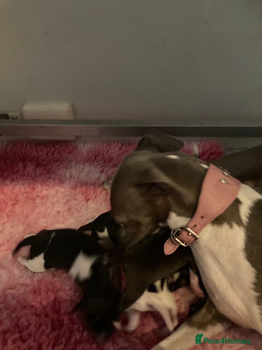 Italian Greyhound dogs for sale: Italian Greyhound Puppies - Image 8