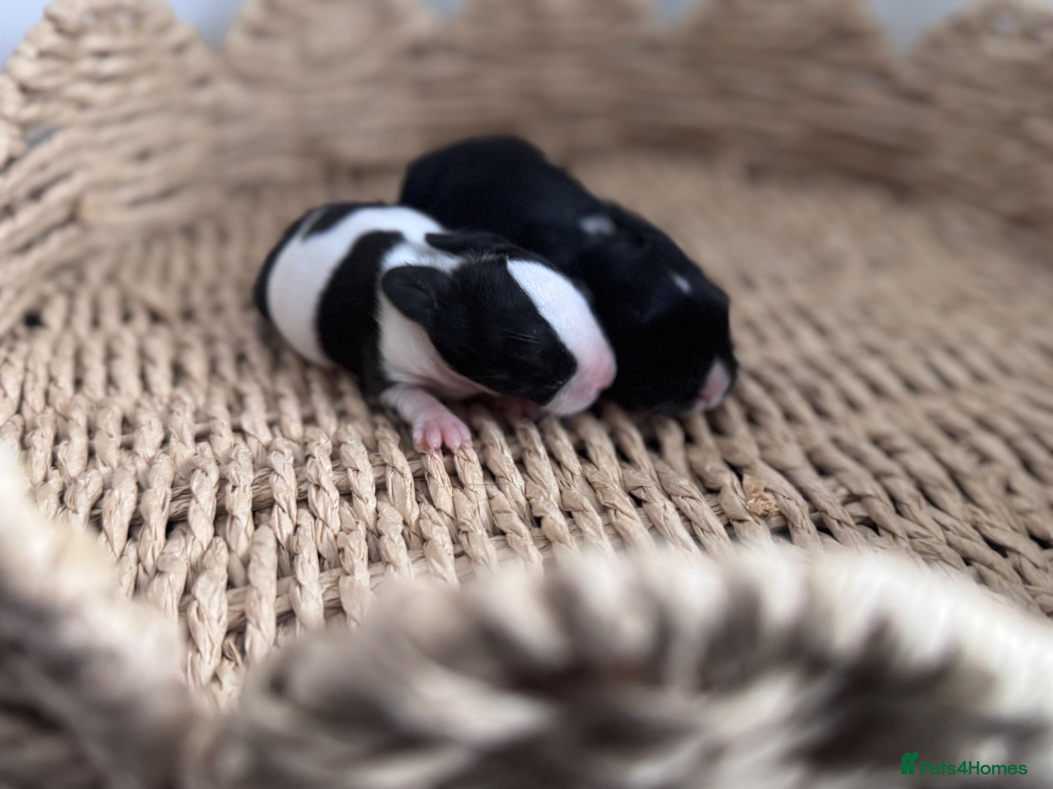 Mixed Breed rabbits 🐰 Gorgeous Mini mixed breed kits 🖤🤍 - Advert 1