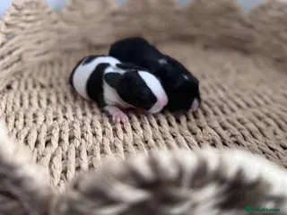 Mixed Breed rabbits 🐰 Gorgeous Mini mixed breed kits 🖤🤍 - Advert 1