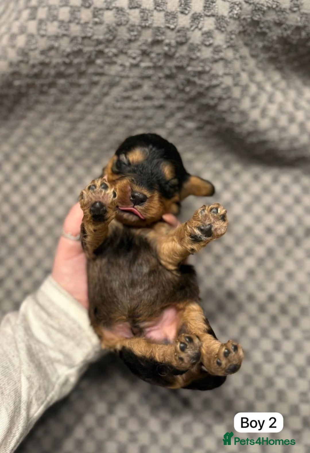 Cavapoo dogs for sale: 💛Gorgeous Cavapoo Puppies Looking 4 Forever Homes - Advert 9