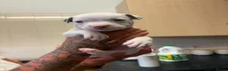 Staffordshire Bull Terrier dogs for sale: Puppys puppys puppys - Advert 5