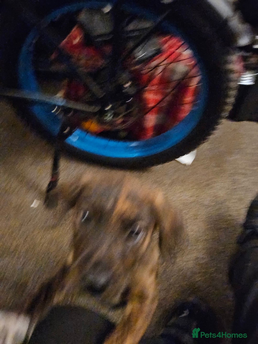 Mixed Breed dogs for sale: Gorgeous puppies  - Advert 15