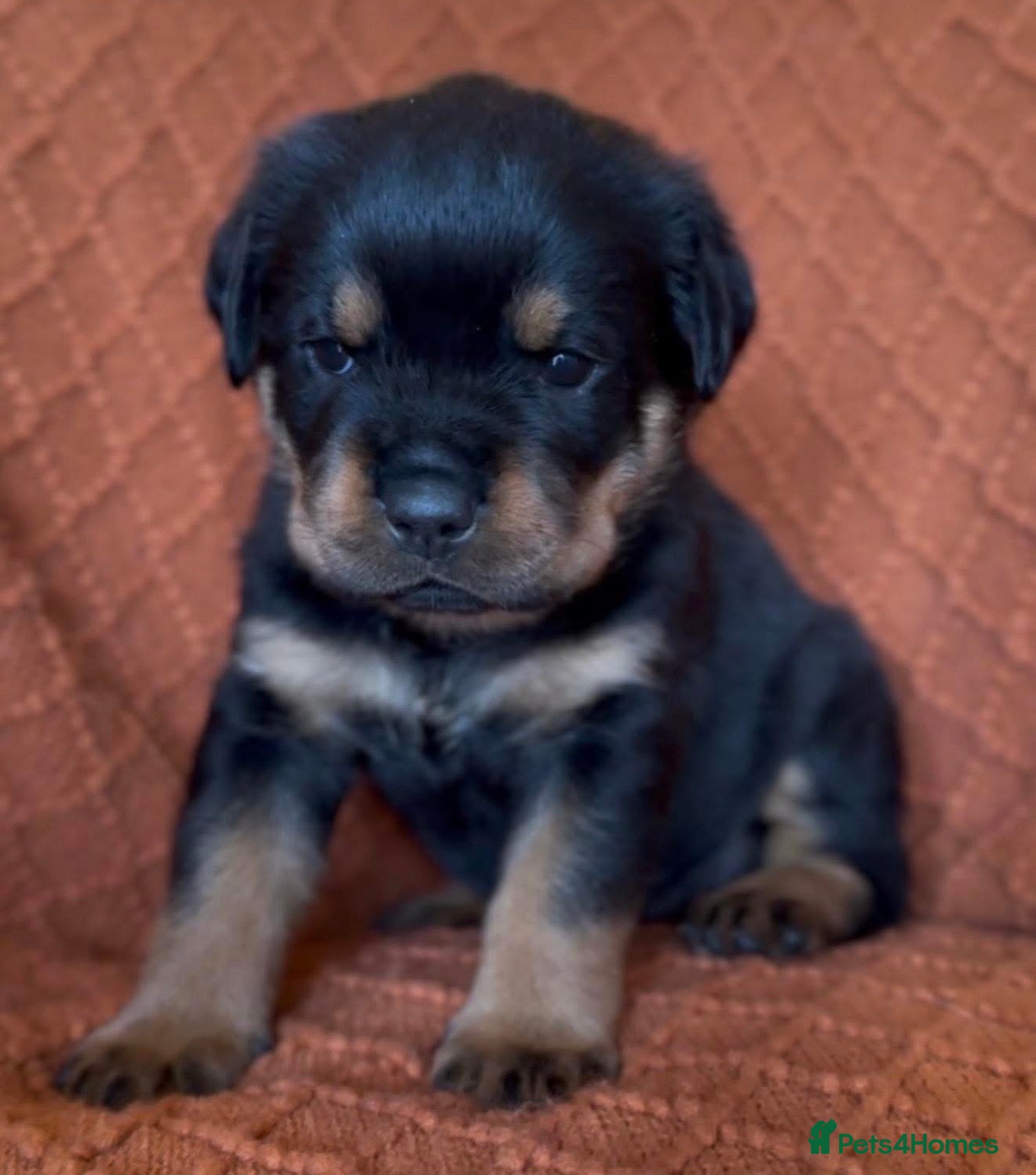 Rottweiler dogs Quality Rottweiler puppies - Advert 5