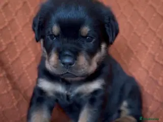 Rottweiler dogs Quality Rottweiler puppies - Advert 5