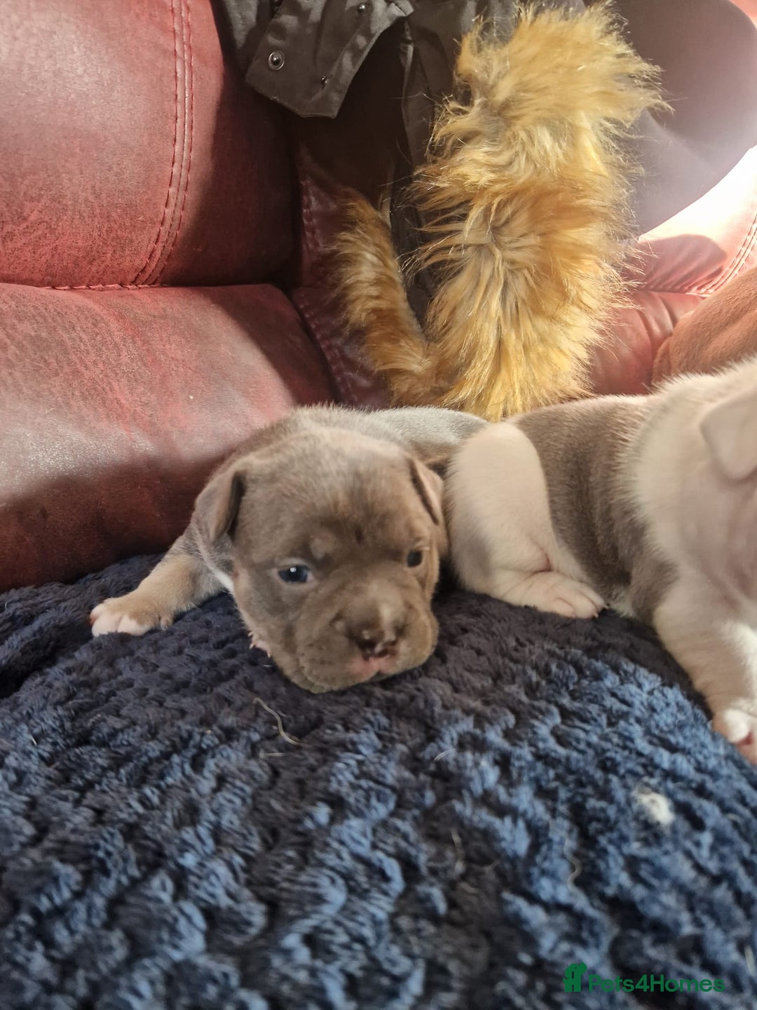 Mixed Breed dogs for sale: Micro bully / french bulldogs hybrids  - Advert 2