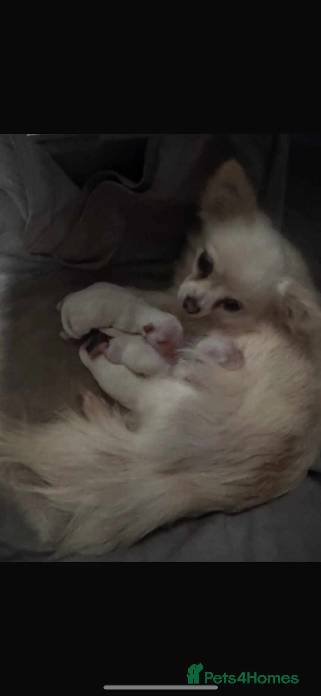 Chihuahua dogs for sale: Chihuahua  - Advert 27