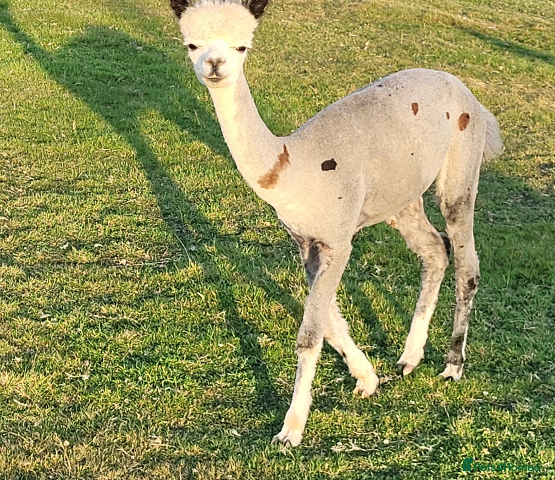 Alpaca livestock for sale: Alpacas for Sale - Advert 13