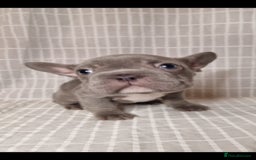 French Bulldog dogs for sale: Outstanding French Bulldog Puppies – KC - Image 12