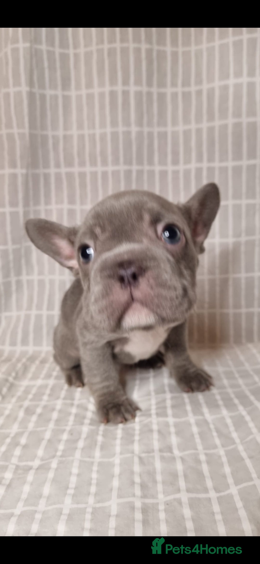 French Bulldog dogs for sale: Outstanding French Bulldog Puppies – KC - Image 12