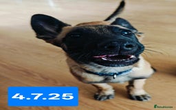 Belgian Shepherd Dog dogs for sale: KC Reg Belgian Shepherd Malinois pups for sale in Newport - Image 17